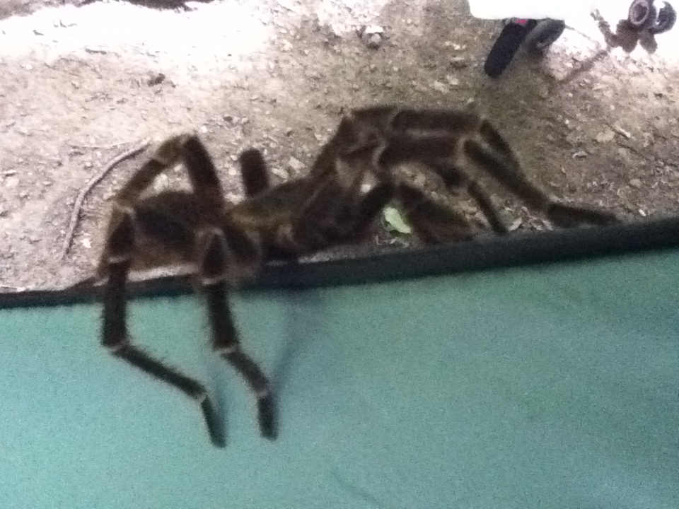 A large spider crawling on a camping tent